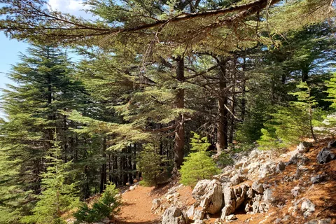 Cedars Shouf & Beiteddine w/pick-up, guide, registreringar + lunch