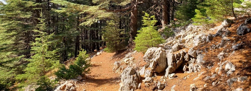 Cèdres Shouf & Beiteddine avec prise en charge, guide, entrées+lunch