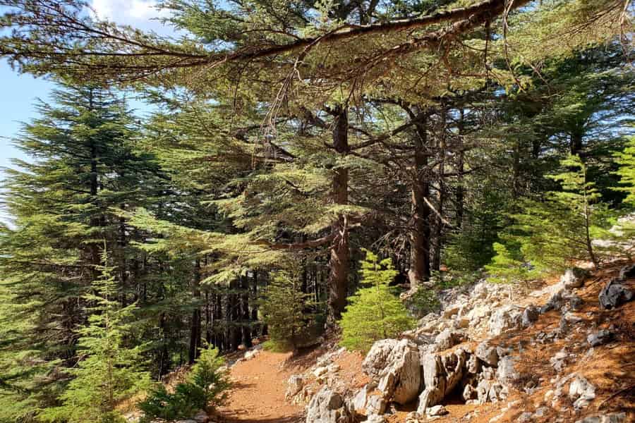 Cedars Shouf & Beiteddine w/pick-up, gids, entrees+lunch