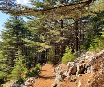 Cedars Shouf & Beiteddine m/afhentning, guide, indgange + frokost