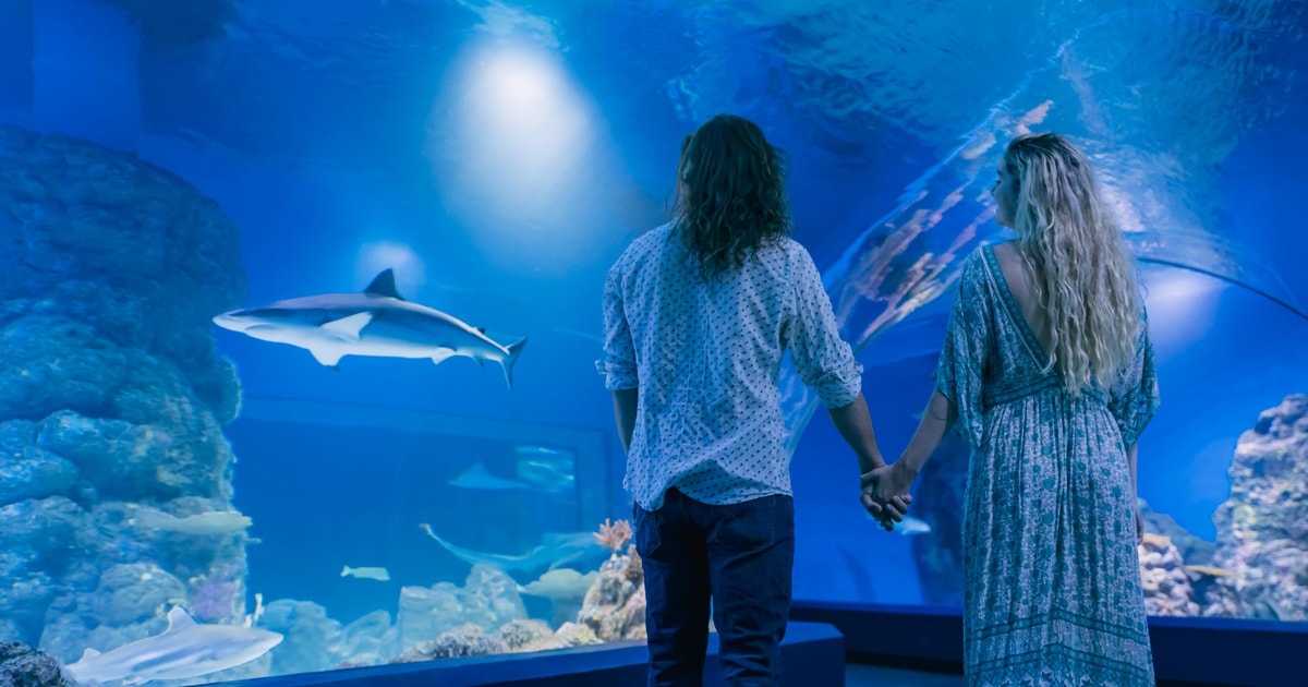 Cairns PreOpening Guided Tour of the Cairns Aquarium GetYourGuide