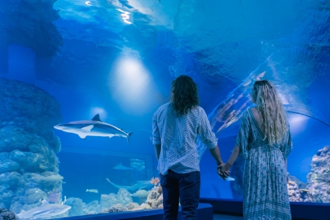 Cairns: pre-opening rondleiding door het Cairns Aquarium