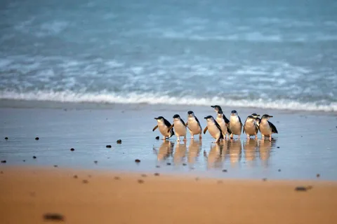 Phillip Island: Desfile de los Pingüinos y Pase Multiatracción