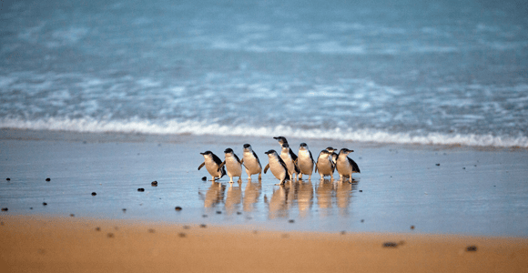 Phillip Island: Penguin Parade and Multi Attraction Pass