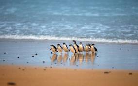 Phillip Island: Penguin Parade and Multi Attraction Pass