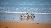 Phillip Island, Penguin Parade et Multi Attraction Pass - Housity