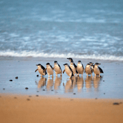 Phillip Island: Penguin Parade and Multi-Attraction Pass
