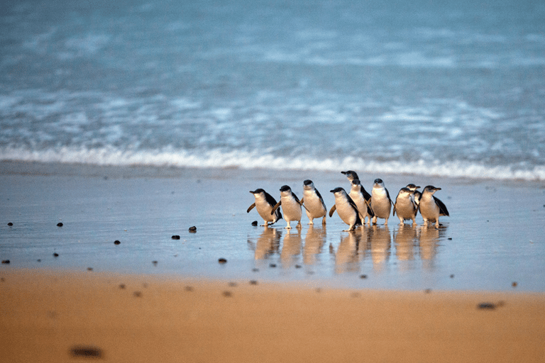 Phillip Island: Penguin Parade e Passe para várias atrações