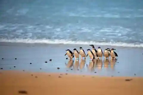 Phillip Island: Penguin Parade and Multi Attraction Pass