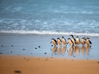 Phillip Island: Penguin Parade e Passe para várias atrações