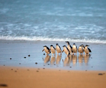 Phillip Island: Penguin Parade and Multi Attraction Pass