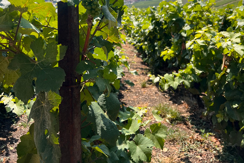 Reims/Epernay : excursion privée d'une journée en Champagne avec dégustationsPrix individuel