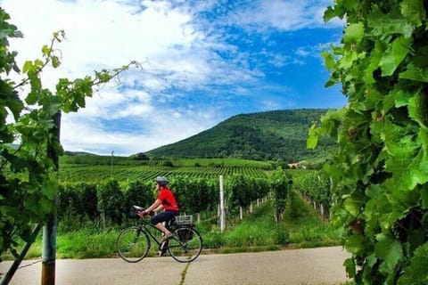 Paso Robles: Downtown History and E-Bike Winery Tour