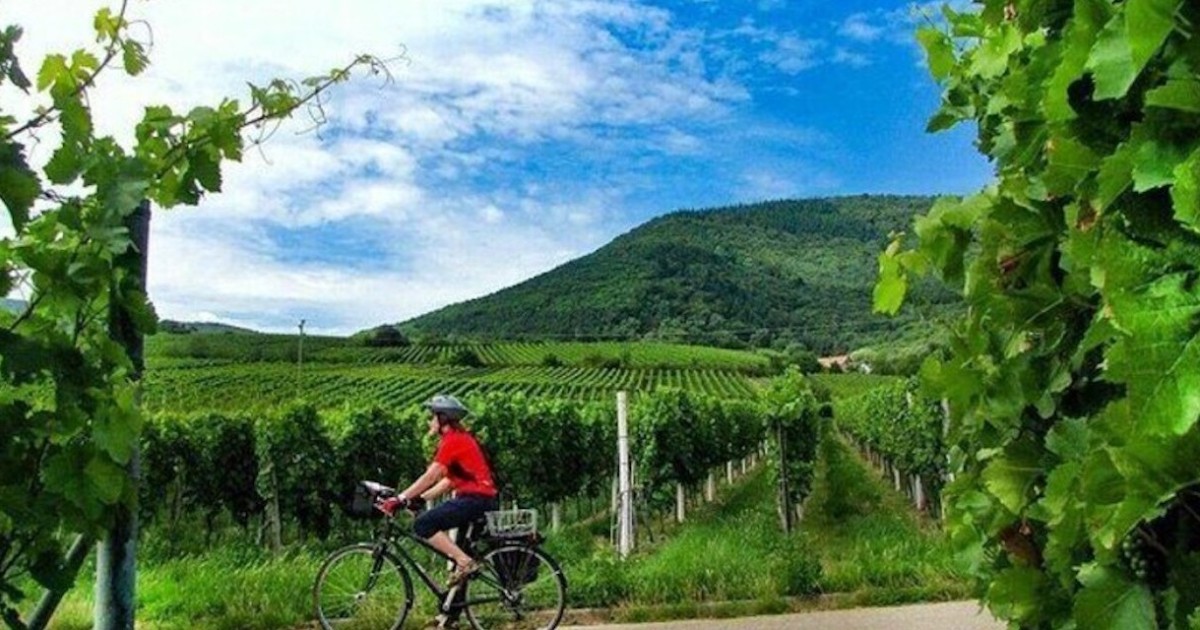paso robles bike wine tours