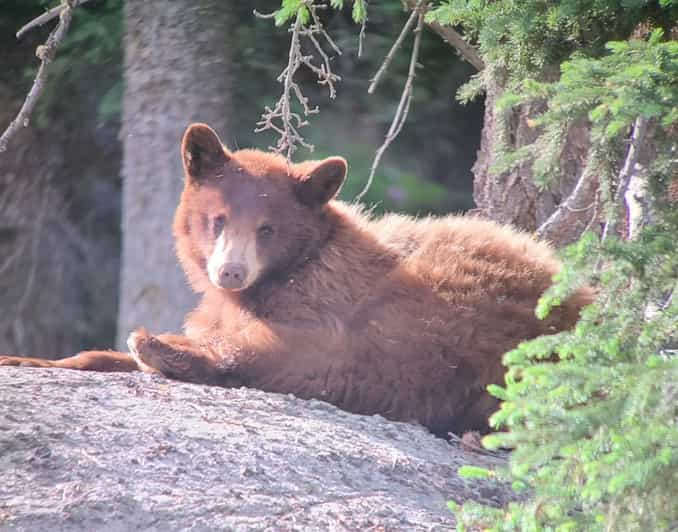 Gardiner: Geführte Tour Durch Die Tierwelt Des Yellowstone National ...