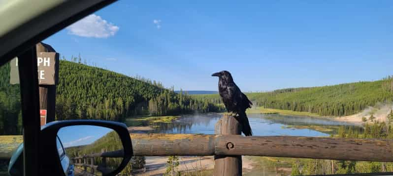 Gardiner: Geführte Tour Durch Die Tierwelt Des Yellowstone National ...