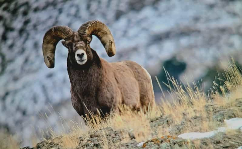 Gardiner: Yellowstone National Park Wildlife Guided Tour | GetYourGuide