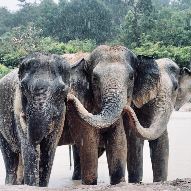 Siem Reap, Kulen Elephant Forest & Tonlesap Lake - Housity