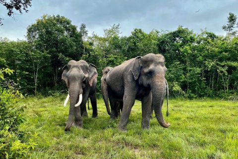 Siem Reap: Kulen Elephant Forest & Tonlesap Lake