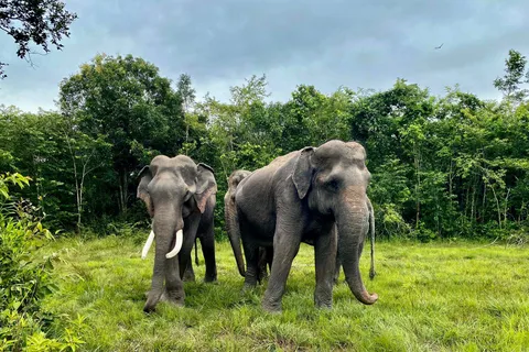 Siem Reap: Floresta de Elefantes Kulen e Lago Tonlesap