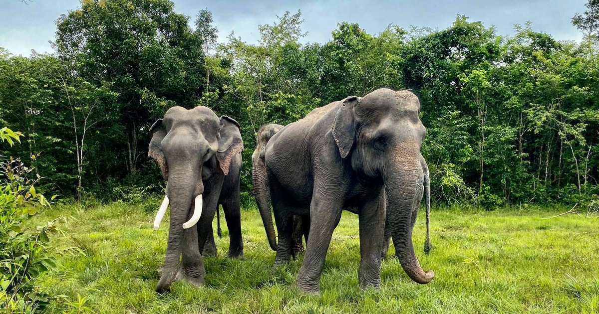 Siem Reap : forêt d'éléphants de Kulen et lac Tonlesap | GetYourGuide