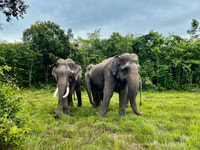 Siem Reap, Kulen Elephant Forest & Tonlesap Lake - Housity