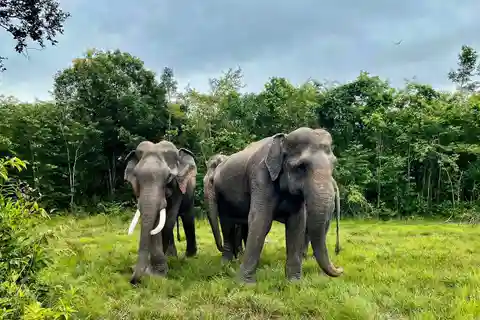 Siem Reap: Kulen Elephant Forest & Tonlesap Lake