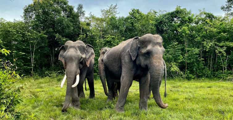 Siem Reap: Kulen Elephant Forest & Tonlesap Lake | GetYourGuide