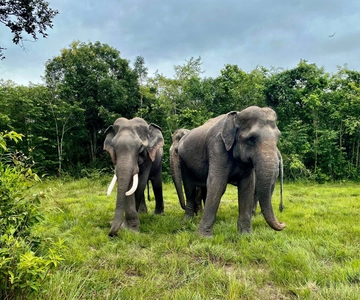 Siem Reap: Kulen Elephant Forest & Tonlesap Lake