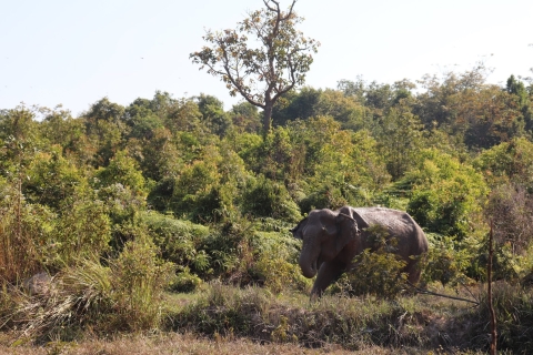 Siem Reap: bosque de elefantes de Kulen y parque nacional de Phnom Kulen