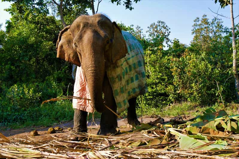 Siem Reap: Kulen Elephant Forest & Tonlesap Lake | GetYourGuide