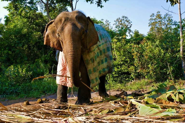 Siem Reap: bosque de elefantes de Kulen y parque nacional de Phnom Kulen