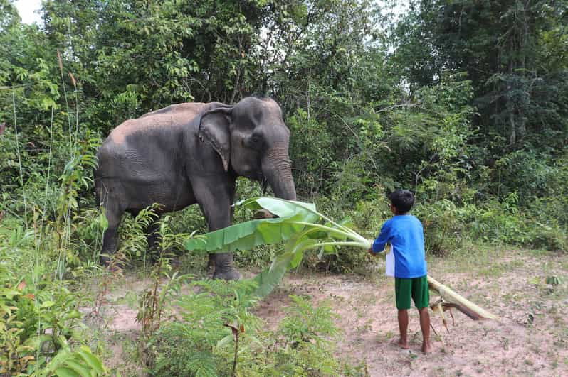 Siem Reap: Kulen Elephant Forest & Tonlesap Lake | GetYourGuide