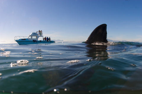 Cape Town: Shark Cage Dive Shark Cage Dive with Meeting Point