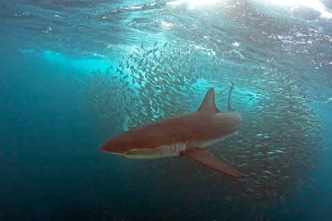 Cape Town: Shark Cage Dive Shark Cage Dive with Meeting Point