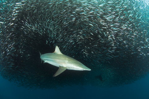 Cape Town: Shark Cage Dive Shark Cage Dive with Meeting Point