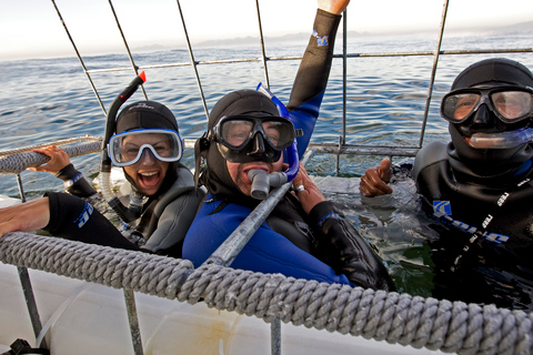 Cape Town: Shark Cage Dive Shark Cage Dive with Meeting Point