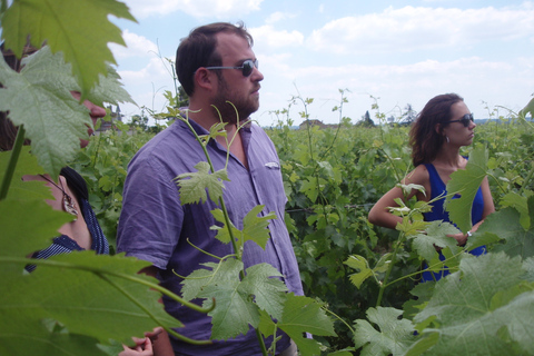 Saint-Émilion: Vineyard Walking Tour and Tasting Guided Tour in English
