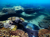 Morington Island, Dolphin et Tangalooma Wrecks Day Cruise - Hizvo