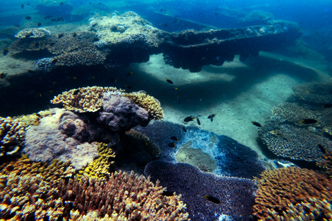 Moreton Island: Dolphin and Tangalooma Wrecks Day CruiseCruise without Pickup