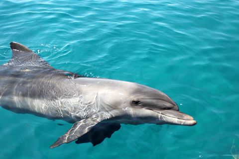 Moreton Island: Dolphin and Tangalooma Wrecks Day CruiseCruise without Pickup