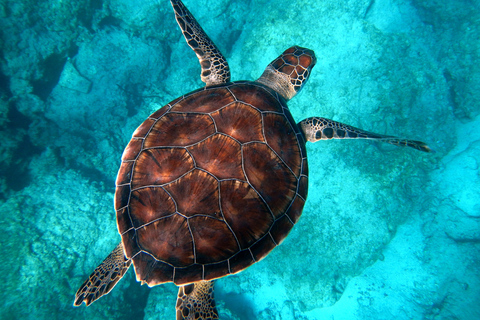 Moreton Island: Dolphin and Tangalooma Wrecks Day CruiseCruise with Brisbane Pickup