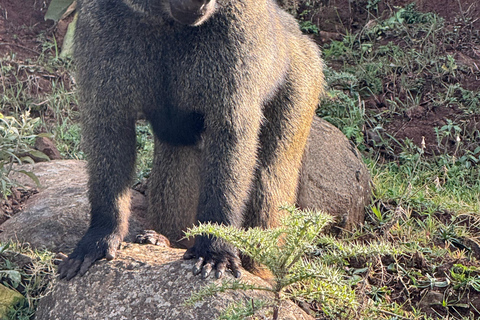 Addis Ababa: Mount Entoto Hike, Injera & Hyena Experience