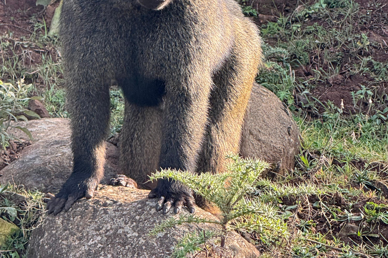 Addis Ababa: Mount Entoto Hike, Injera & Hyena Experience