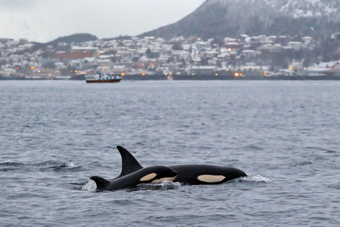 From Tromsø: Skjervoy Whale Watching RIB Boat Tour Skjervoy: Guided Whale Watching RIB Boat Tour
