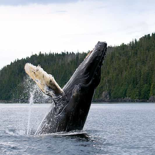 Skjervoy: Guided Whale Watching RIB Boat Tour With Lunch | GetYourGuide