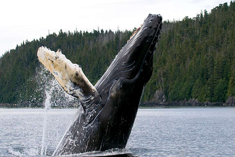 From Tromsø: Skjervoy Whale Watching RIB Boat Tour Skjervoy: Guided Whale Watching RIB Boat Tour