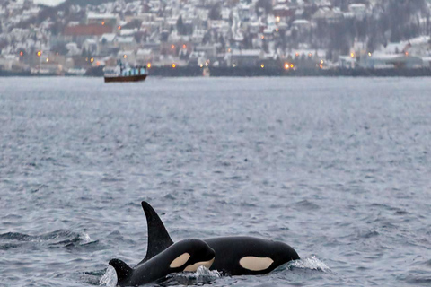 From Tromsø: Skjervoy Whale Watching RIB Boat Tour Skjervoy: Guided Whale Watching RIB Boat Tour