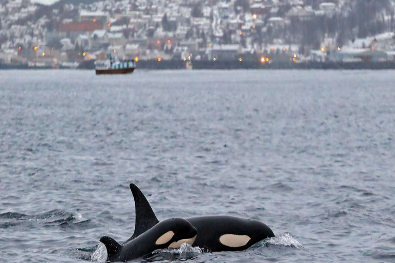 From Tromsø: Skjervoy Whale Watching RIB Boat Tour Skjervoy: Guided Whale Watching RIB Boat Tour