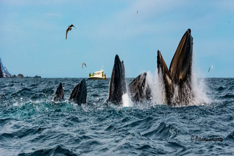 From Tromsø: Skjervoy Whale Watching RIB Boat Tour Skjervoy: Guided Whale Watching RIB Boat Tour